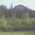 Looking at the summit of Larch Mountain from a marshy area along the trail.