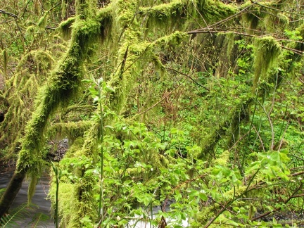 Mosses showing their spring color along the Latourell Falls Trail