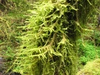 A close look at Mosses growing on a branch along the Latourell Falls Trail