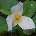 The forest floor is liberally sprinkled with Trillium blooming in mid-March and early April on the western side of the loop.