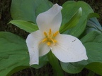 The forest floor is liberally sprinkled with Trillium blooming in mid-March and early April on the western side of the loop.