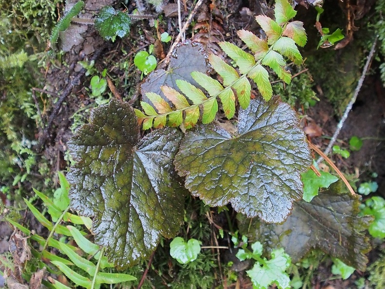 Piggyback Plants and sword ferns eagerly await warm spring days to put out new leaves.