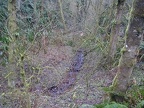 One of the small streams crossing Leif Erikson Trail.