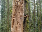 Woodpecker holes in a dead tree along the Leif Erikson Trail.