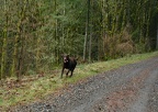 One of the many dogs along the trail. Even though there is a leash law, the majority of dogs run free on this trail.