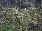 A mossy tree along the trail.