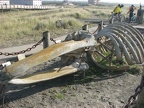 Gray Whale skeleton along along the Lewis and Clark Discovery Trail near Long Beach, WA.