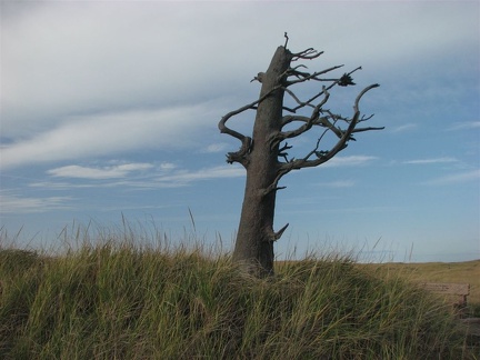 This is two ton bronze statue of a tree Stone near the end of the Lewis and Clark Discovery Trail at Long Beach, WA. The stump of the sculpture has an inscription on it.