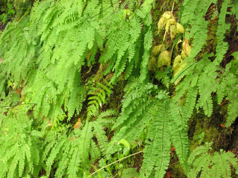 Western Maidenhair Fern (Latin name: Adiatnum pedatum aleuticum) along the Lewis River Trail.