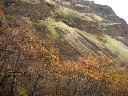 Here is a nice view of the cliffs along the Columbia River from the Cherry Orchard Trail.