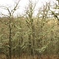 Lichen covered oak trees line parts of the trail above the Columbia River.