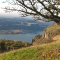 An oak tree frames this view looking west into the Columbia River Gorge.