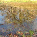 A small pond along the Cherry Orchard Trail provides a watering place for small animals and insects. Oak trees reflect on the still surface.