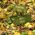 Southern end of the Maple Trail on the Wildwood Trail at Forest Park in Portland, Oregon.