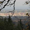 A break in the trees allows a view of the Portland industrial area from the Maple Trail.