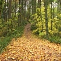 Extending the hike leads back to the Wildwood Trail.