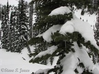 Icicles decorate all the trees on 4th Crossing Trail along one of the forks of the Paradise River.