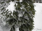 Icicles decorate all the trees on 4th Crossing Trail along one of the forks of the Paradise River.