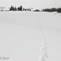 The first part of Mazama Ridge is so flat that it is easy to snowshoe in a straight line for a long distance.