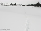 The first part of Mazama Ridge is so flat that it is easy to snowshoe in a straight line for a long distance.