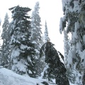 Snow, ice, and wind was too much for this tree which snapped in two. The top augered into the snow. 