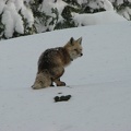 A fox came by camp in the morning but didn't stay long. There was enough crust on the snow that the fox just walked right on top.