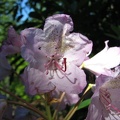 Rhododendrons bloom along the Mazama Trail but the blooms appear sparse.