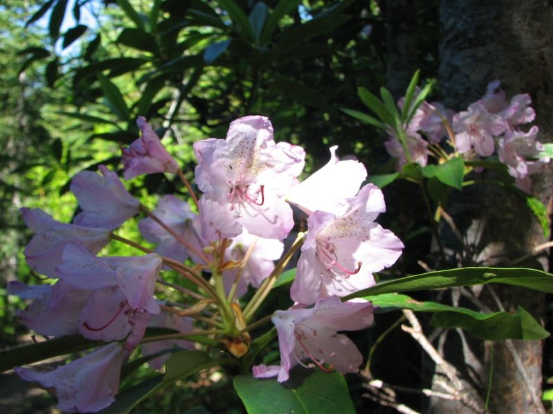 Rhododendrons bloom along the Mazama Trail but the blooms appear sparse. Parts of the forest are covered by the bushes.