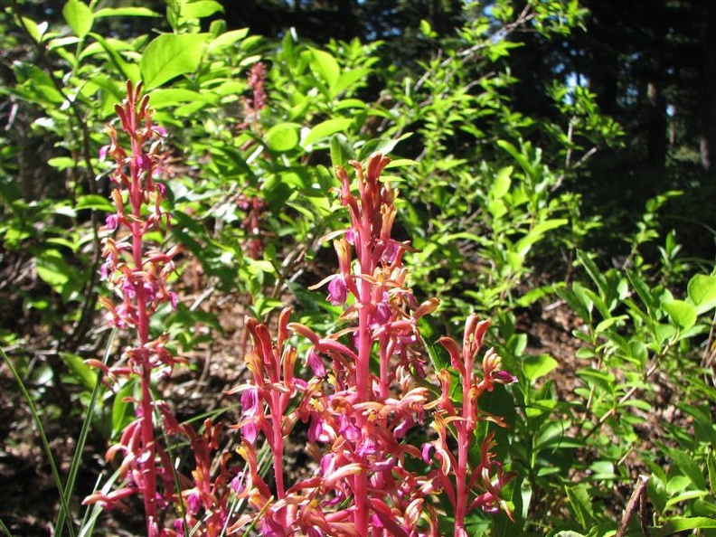 I think this is Striped Coral Root Flower growing along the Mazama Trail. This is pretty common in the forests of the Pacific Northwest.