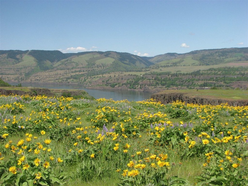Looking towards Washington across the Columbia River Gorge from Rowena Crest at Tom McCall Nature Preserve.