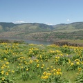 Looking towards Washington across the Columbia River Gorge from Rowena Crest at Tom McCall Nature Preserve.