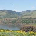 Looking towards Washington across the Columbia River Gorge from Rowena Crest at Tom McCall Nature Preserve.