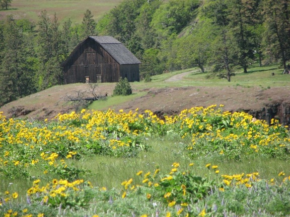 An old barn is across the streambed just outside the Tom McCall Nature Preserve.