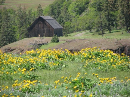 An old barn is across the streambed just outside the Tom McCall Nature Preserve.