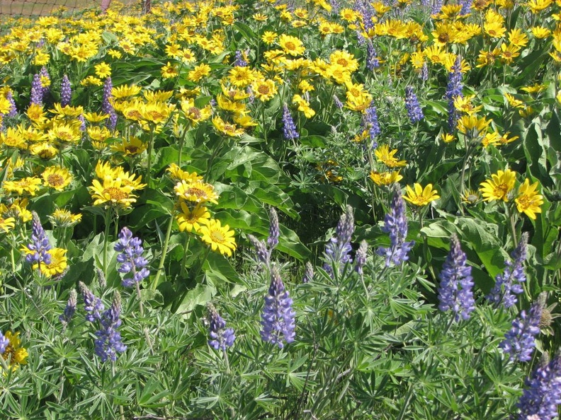 Balsamrood and Lupines carpet the ground on the pleateu above the Columbis River at the Tom McCall Nature Preserve.