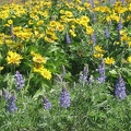 Balsamrood and Lupines carpet the ground on the pleateu above the Columbis River at the Tom McCall Nature Preserve.
