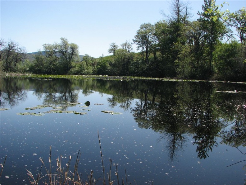 There are two ponds along the lower trail in the Tom McCall Nature Preserve. This is the larger pond and it is at least a couple of acres in size. These ponds are a magnet for birds.