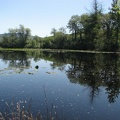 There are two ponds along the lower trail in the Tom McCall Nature Preserve. This is the larger pond and it is at least a couple of acres in size. These ponds are a magnet for birds.