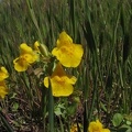 One area near the second pond sports a bit of Mimulus or Monkeyflower.