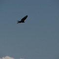 Turkey Vultures lazily glide across the land looking for a meal at the Tom McCall Nature Preserve.