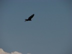 Turkey Vultures lazily glide across the land looking for a meal at the Tom McCall Nature Preserve.