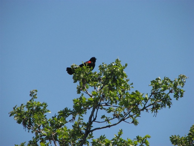 A Red-winged blackbird looks for dangererous tourists at the Tom McCall Nature Preserve. These birds love to hang around the ponds.