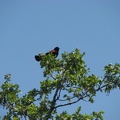 A Red-winged blackbird looks for dangererous tourists at the Tom McCall Nature Preserve. These birds love to hang around the ponds.