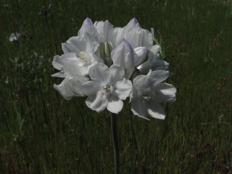 The white flowers of Fool's Onion (Latin name: Brodiana hyacinthina) dot the meadows in early to mid-May at the Tom McCall Nature Preserve.