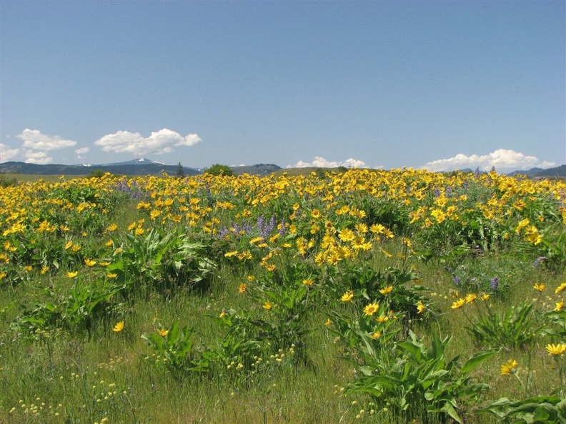 Balsamroot and Lupine in full flower on the Tom McCall Point Trail.