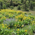 Balsamroot and Lupine in full flower on the Tom McCall Point Trail. The first part of the trail is pretty level and follows an old road. This is the transition of the trail from being flat to heading uphill.