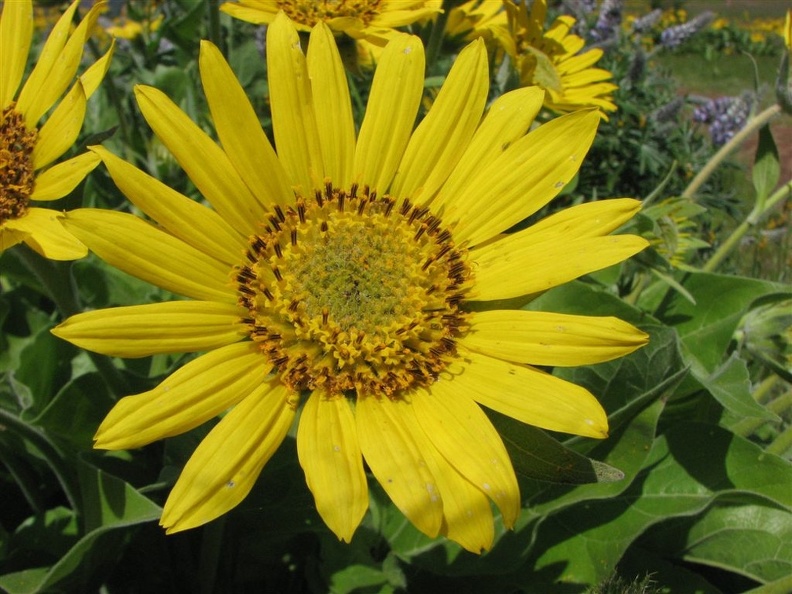 Closeup of a Balsamroot flower along the trail.