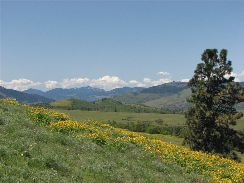 Parts of the hillside are covered with Balsamroot. This view is to the northwest.