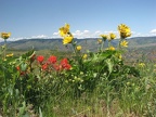 Indian Paintbrush flowers in a few places among the Balsamroot on the Tom McCall Point trail.