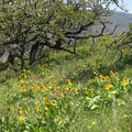 The Oak trees are leafing out and the Indian Paintbrush is mixed in with the Balsamroot plants. This is near the summit of the Tom McCall Point hike.